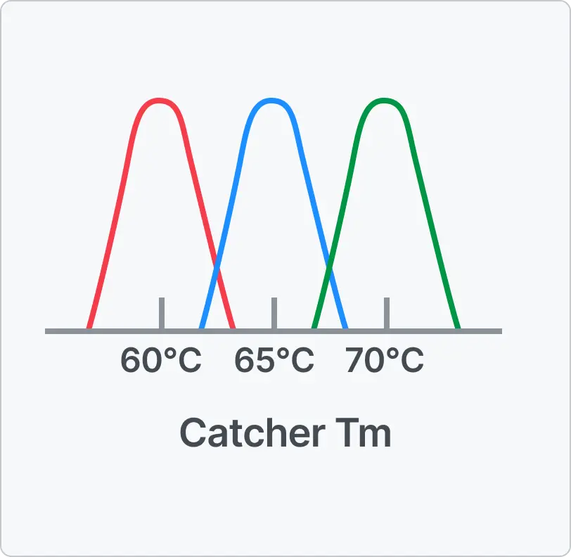 Three peak curves representing catcher melting temperatures. Red peak at 60°C, blue peak at 65°C, and green peak at 70°C, labeled as Catcher Tm.